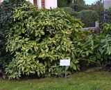 Изображение особи. Автор - Григорий Токарев