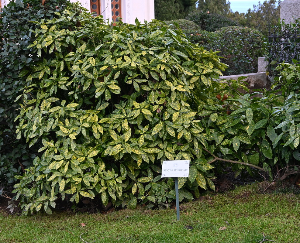 Изображение особи Aucuba japonica.