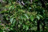 Sorbus alnifolia. Верхушка ветви с завязавшимися плодами. Китай, пров. Аньхой, национальный парк \"Хуаншань\", ≈ 1000 м н.у.м., опушка смешанного леса. 30.05.2025.