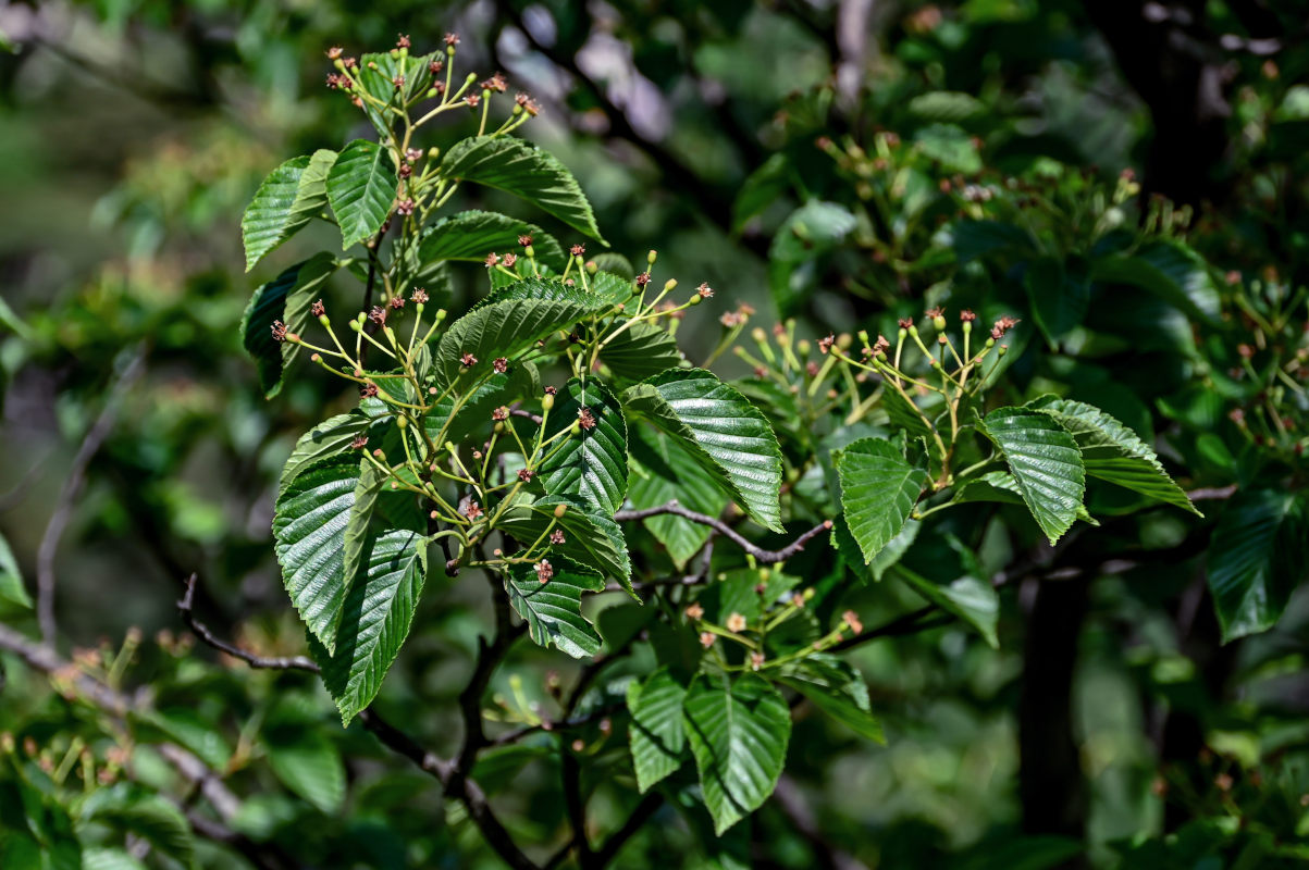 Image of Sorbus alnifolia specimen.