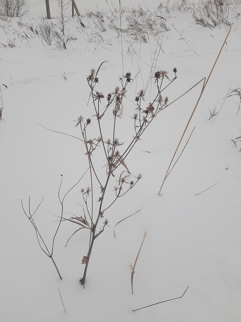 Изображение особи Eryngium planum.