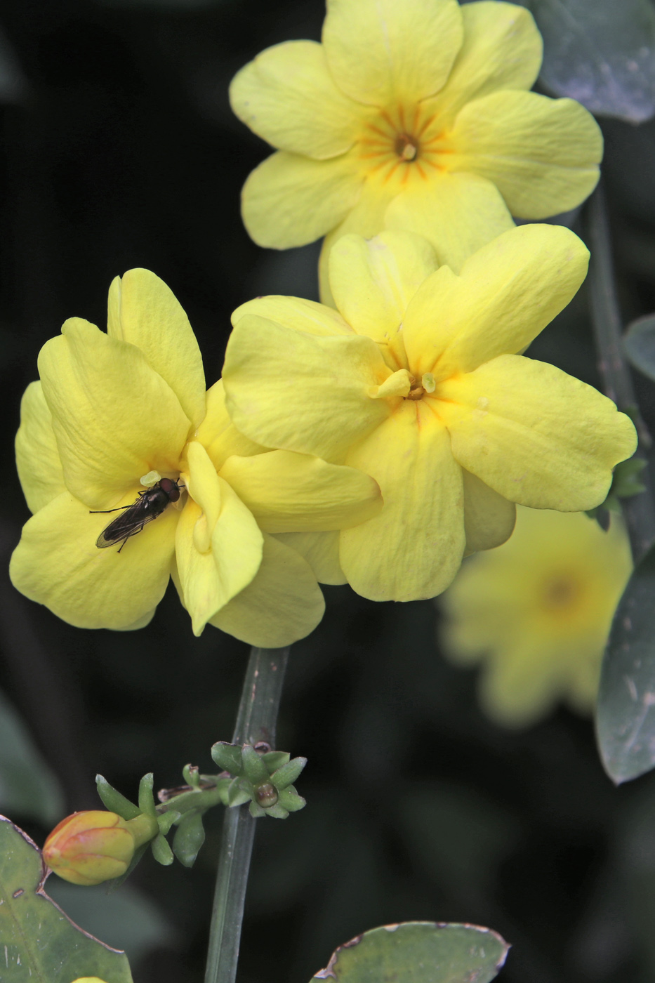 Изображение особи Jasminum mesnyi.