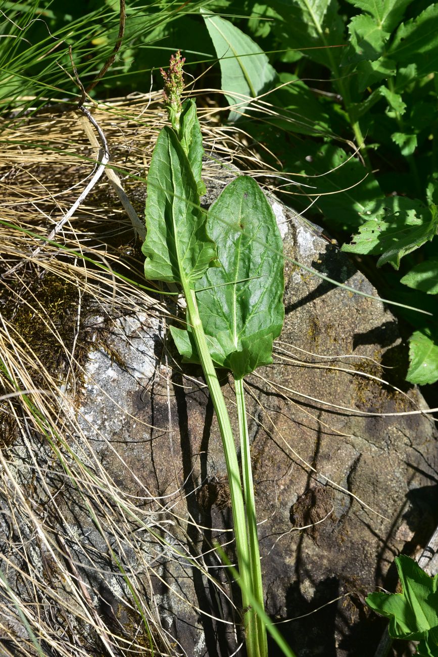 Image of genus Rumex specimen.