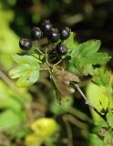 Crataegus pentagyna. Веточка с плодами. Большой Кавказ, Черноморское побережье, басс. р. Шахе, окр. пос. Головинка. 24.10.2004.