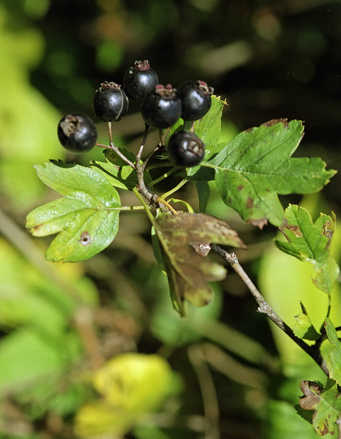 Image of Crataegus pentagyna specimen.