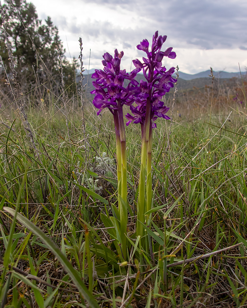 Image of Anacamptis morio ssp. caucasica specimen.