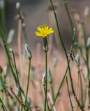 Scorzonera divaricata. Верхушка побега с соцветием. Китай, пров. Ганьсу, Инопланетная дол., ≈ 1500 м н.у.м., каменистый склон. 04.06.2025.