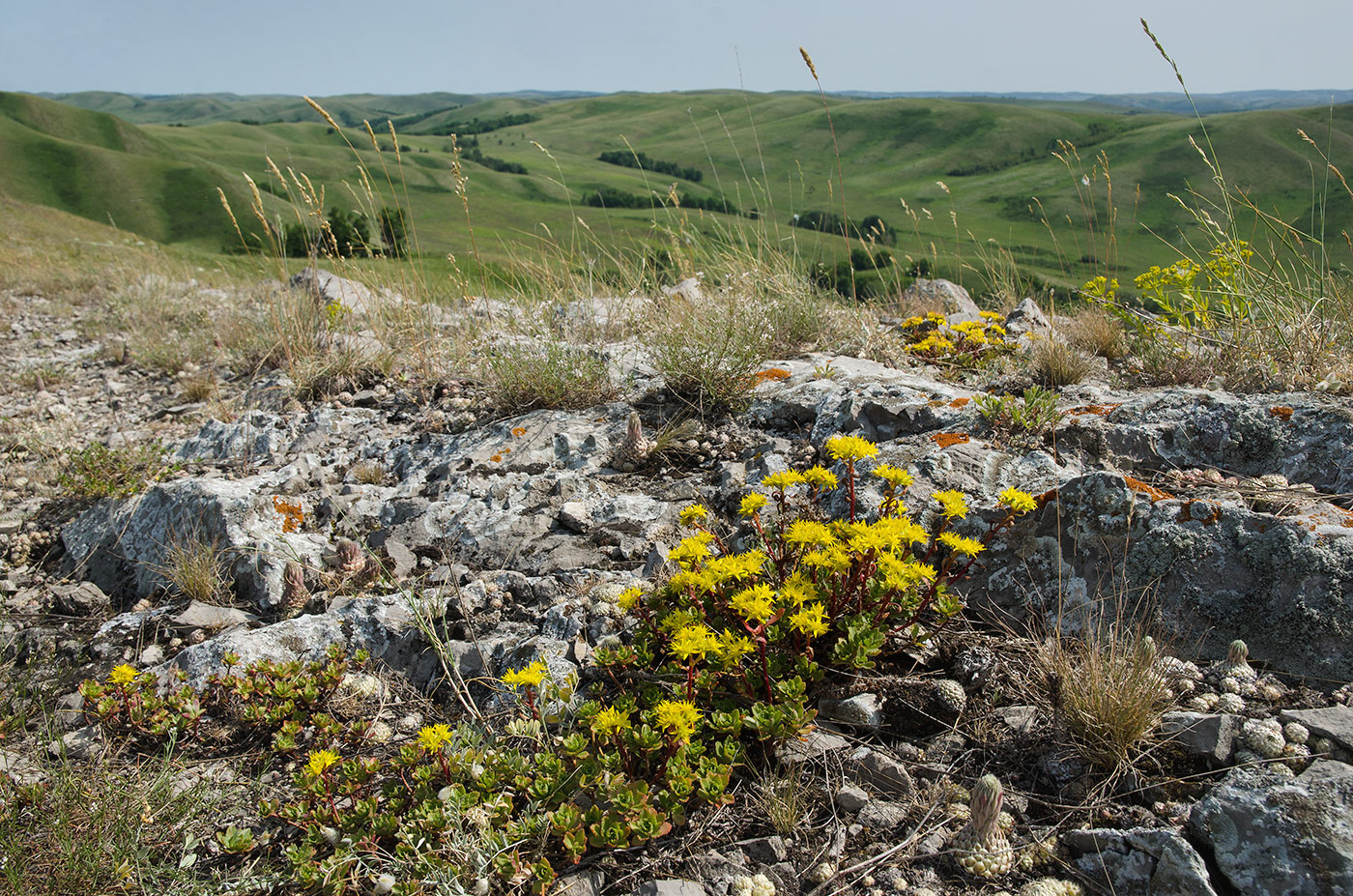 Image of Aizopsis hybrida specimen.