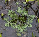 Ranunculus repens. Молодое вегетирующее растение в весенней луже. Московская обл., ГО Химки, окр. дер. Елино. Просека в сыром березняке. 01.05.2026.