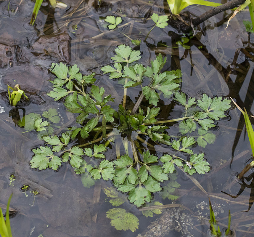 Изображение особи Ranunculus repens.