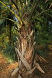 Sabal palmetto. Ствол, нижние части черешков листьев и листья. Краснодарский край, Черноморское побережье Кавказа, г. Сочи, Дендрарий. 27 октября 2017 г.