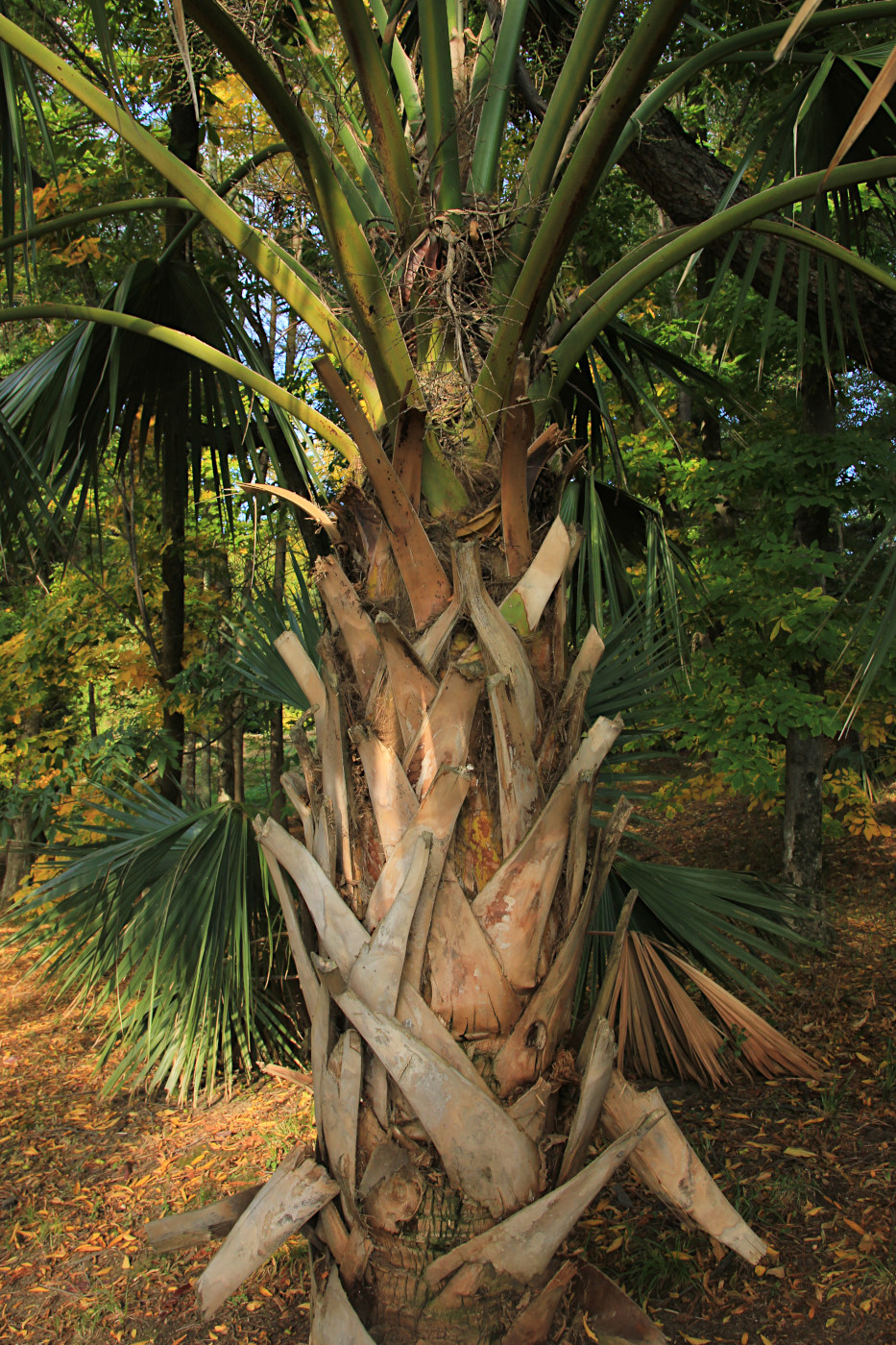 Изображение особи Sabal palmetto.