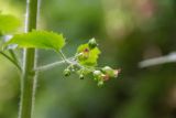 Scrophularia divaricata. Соцветие. Республика Адыгея, Майкопский р-н, ок. 6 км к югу от с. Новопрохладное, хр. Ду-Ду-Гуш, СВ склон, верховья балки Воровская, в глинисто-каменистом русле. 14.06.2026.
