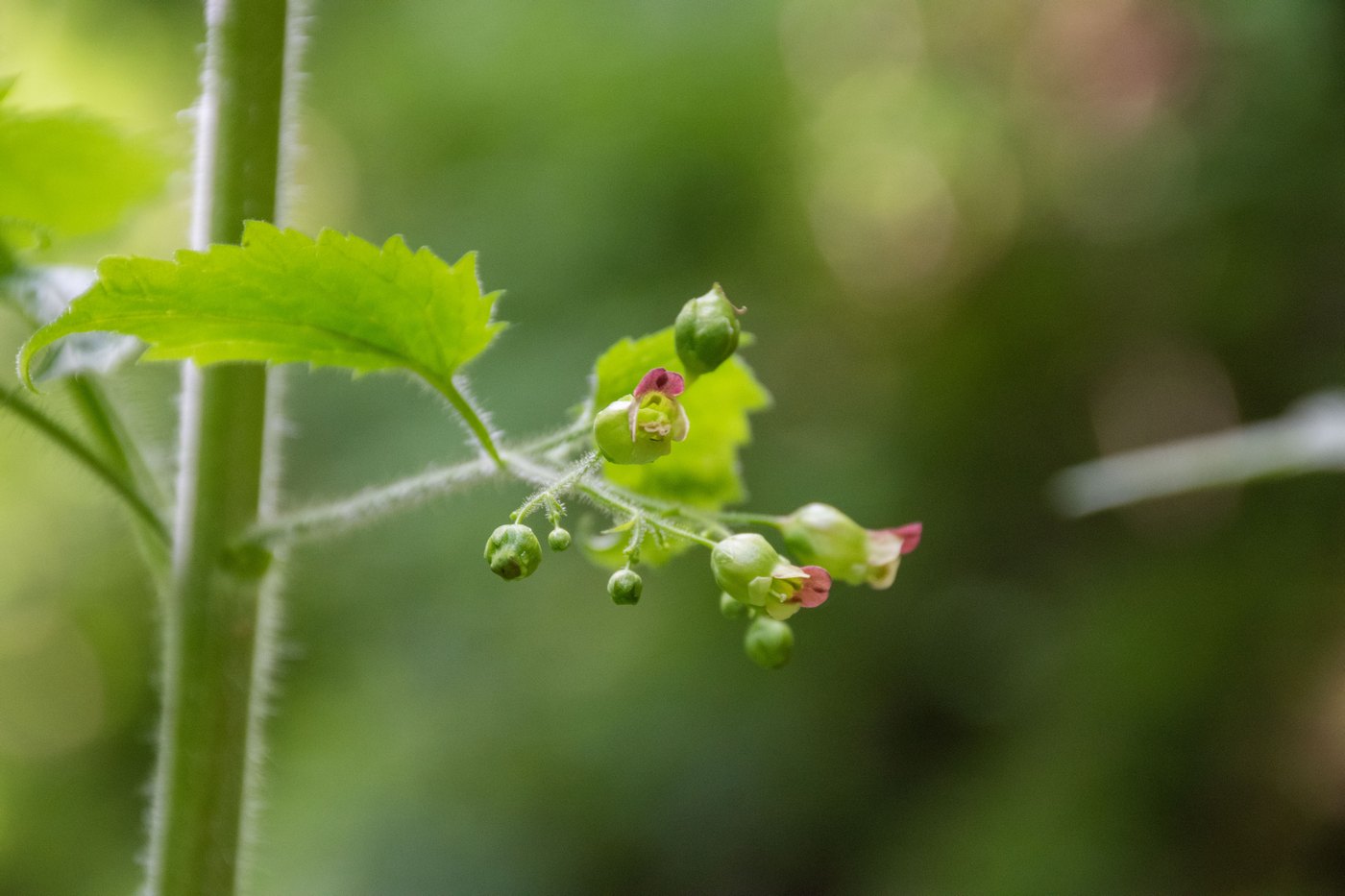 Image of Scrophularia divaricata specimen.