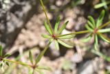Asperula arvensis. Часть веточки. Грузия, край Самцхе-Джавахети, окраина с. Тмогви, окр. южного берега оз. Цунда, горная степь. 8 июня 2026 г.
