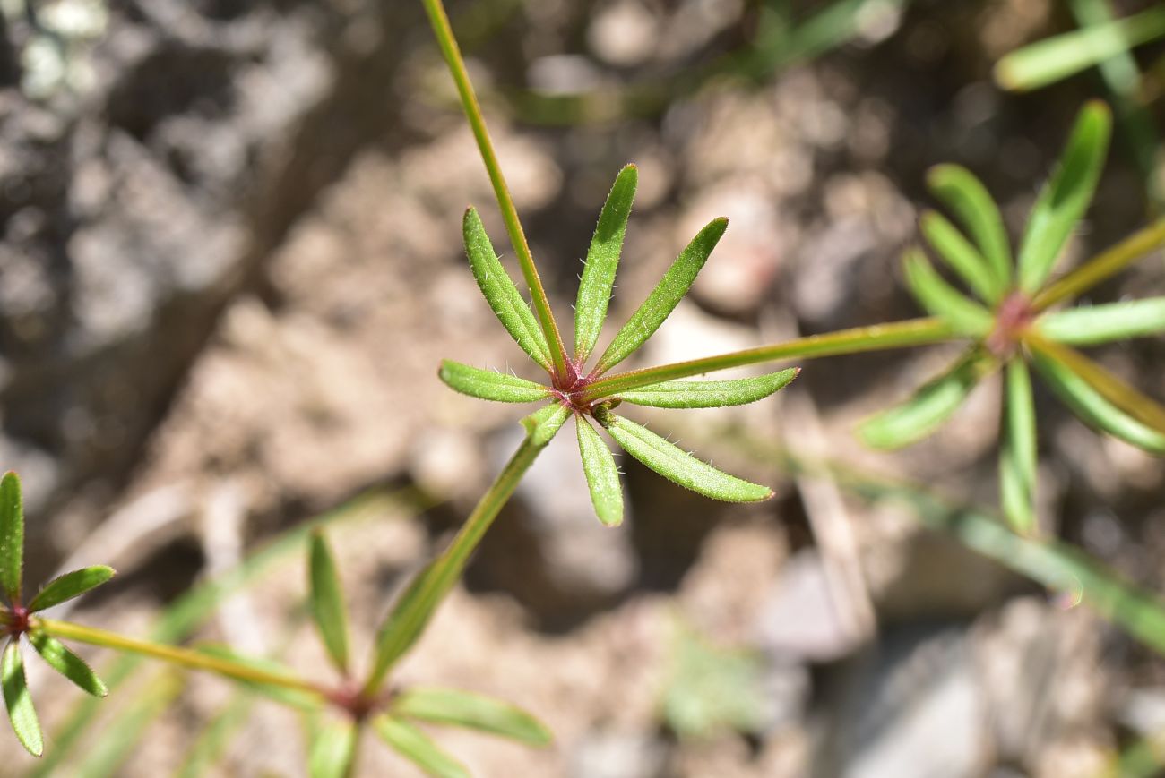 Image of Asperula arvensis specimen.