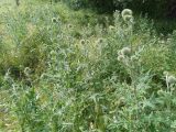 genus Echinops