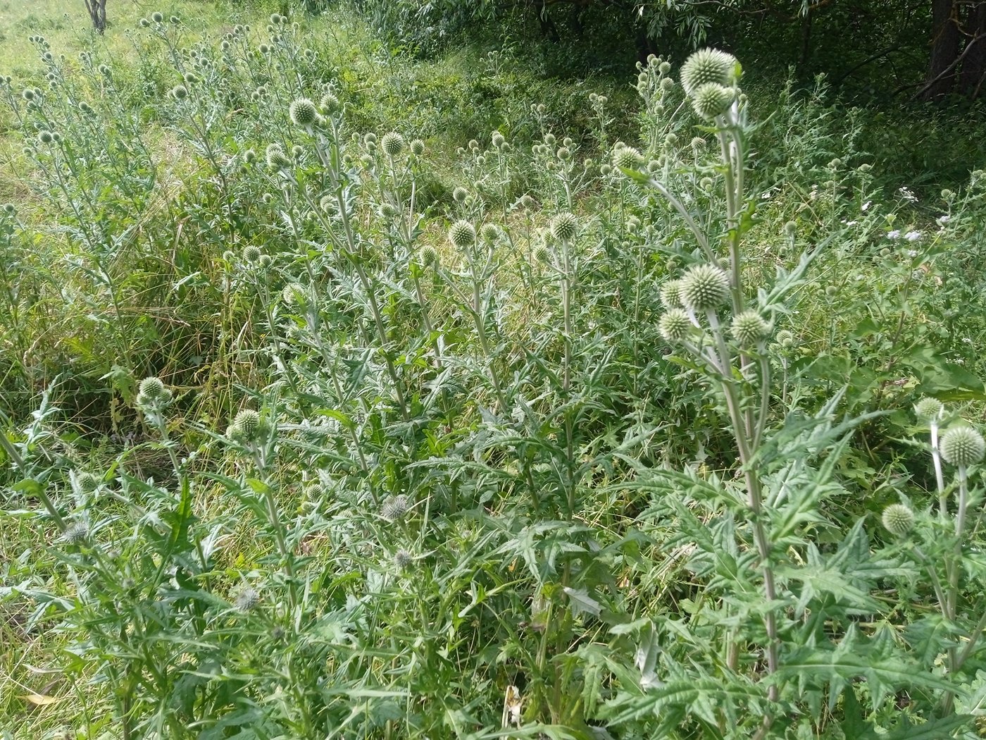 Изображение особи род Echinops.
