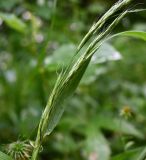 Festuca gigantea. Развивающееся соцветие. Тульская обл., Заокский р-н, Бутиково, колея старой лесной дороги. 28.06.2026.