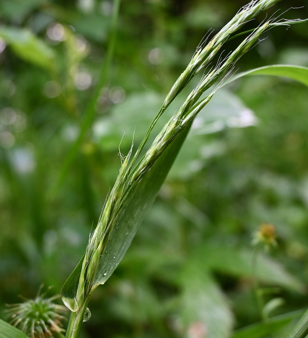 Image of Festuca gigantea specimen.
