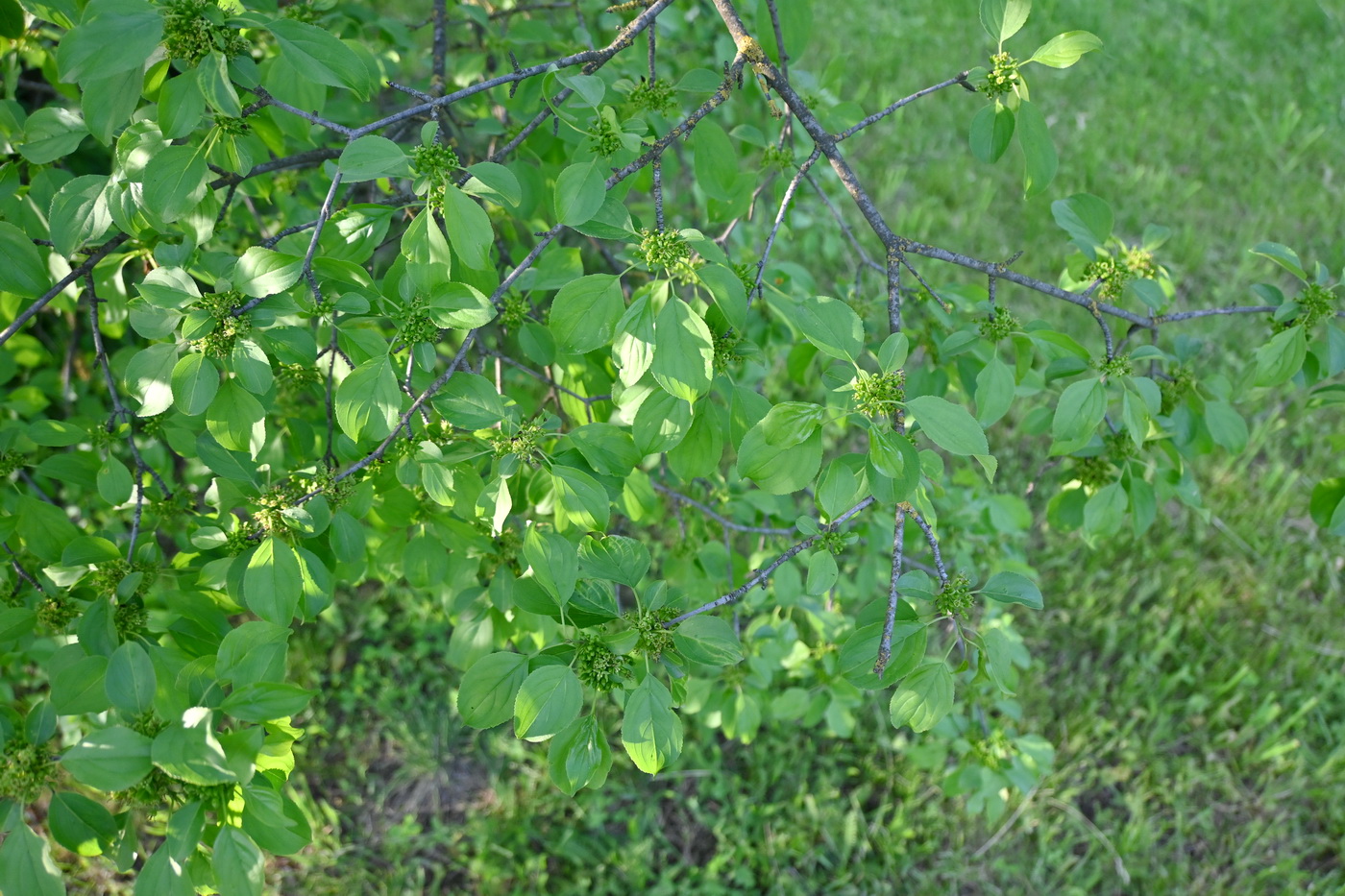 Image of Rhamnus cathartica specimen.