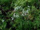 Cardamine leucantha