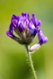 Oxytropis owerinii. Соцветие. Кабардино-Балкария, Чегемский р-н, дол. р. Чегем, надпойменная луговая терраса. 02.08.2026.