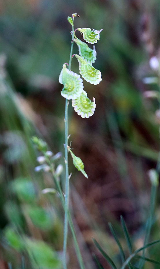 Изображение особи Onobrychis pulchella.