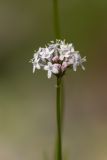 Valeriana alpestris. Соцветие. Карачаево-Черкесия, Карачаевский р-н, ущ. ручья Тырменлыкол, 2950 м н.у.м., каменистый альпийский луг. 08.08.2026.