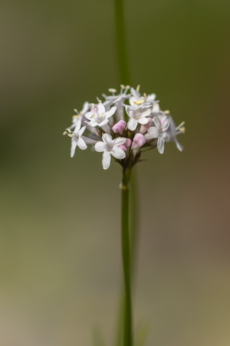 Изображение особи Valeriana alpestris.