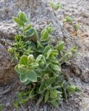 familia Caryophyllaceae. Растцветающее растение. Кабардино-Балкария, Черекский р-н, окр. пер. Пастуший, ≈ 3200 м н.у.м., моренные отложения. 28.07.2026.