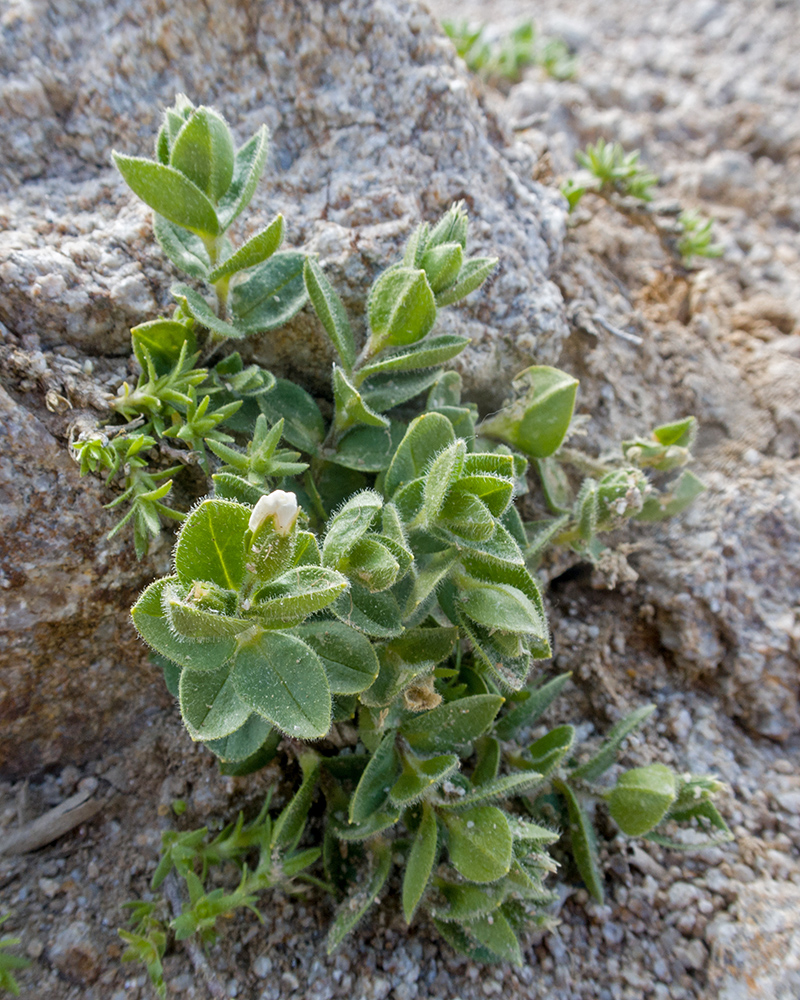 Image of familia Caryophyllaceae specimen.