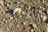 genus Allium. Верхушка сорванного цветущего растения. Турция, ил Артвин, р-н Юсуфели, окр. дер. Дамлаташ, выс. 1912 м н.у.м., луг. 13 июня 2026 г.