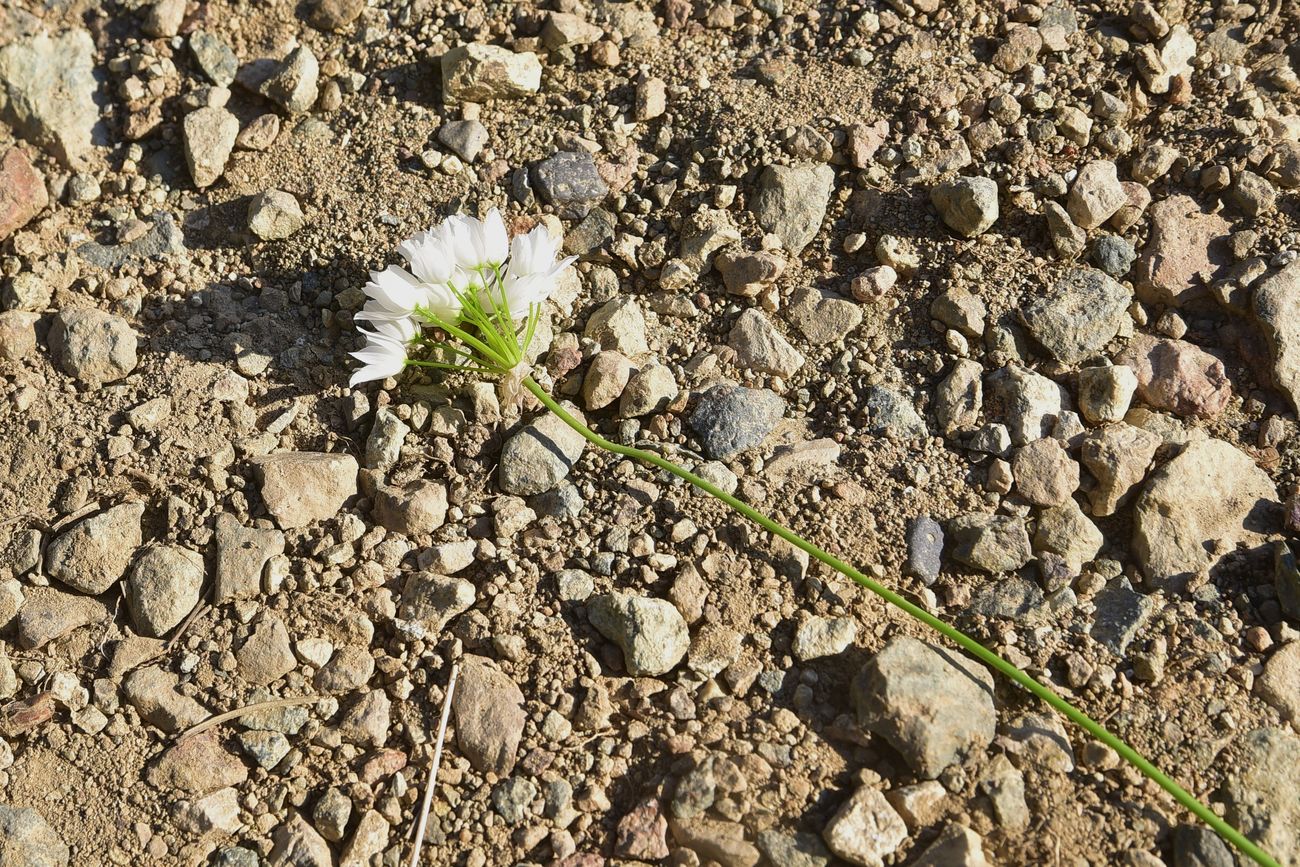 Image of genus Allium specimen.