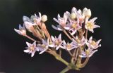 Cynanchum sibiricum