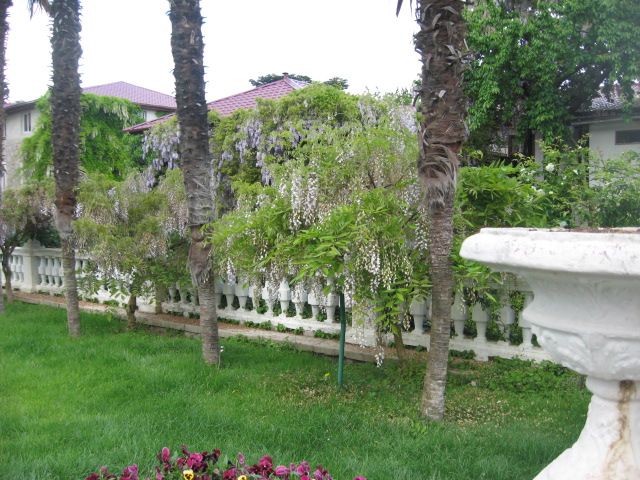 Image of genus Wisteria specimen.