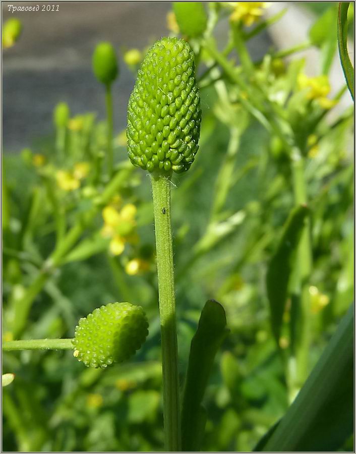 Изображение особи Ranunculus sceleratus.