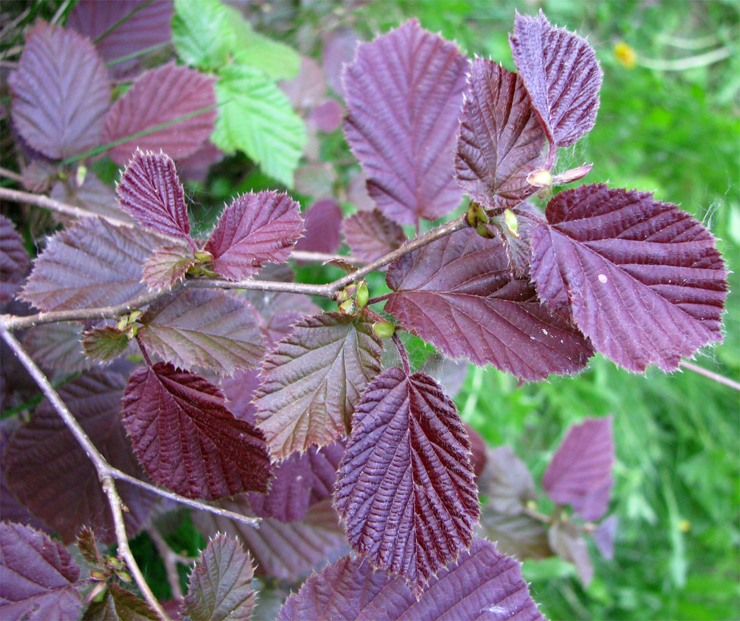 Image of genus Corylus specimen.