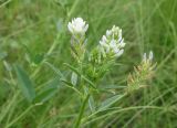 Trigonella procumbens