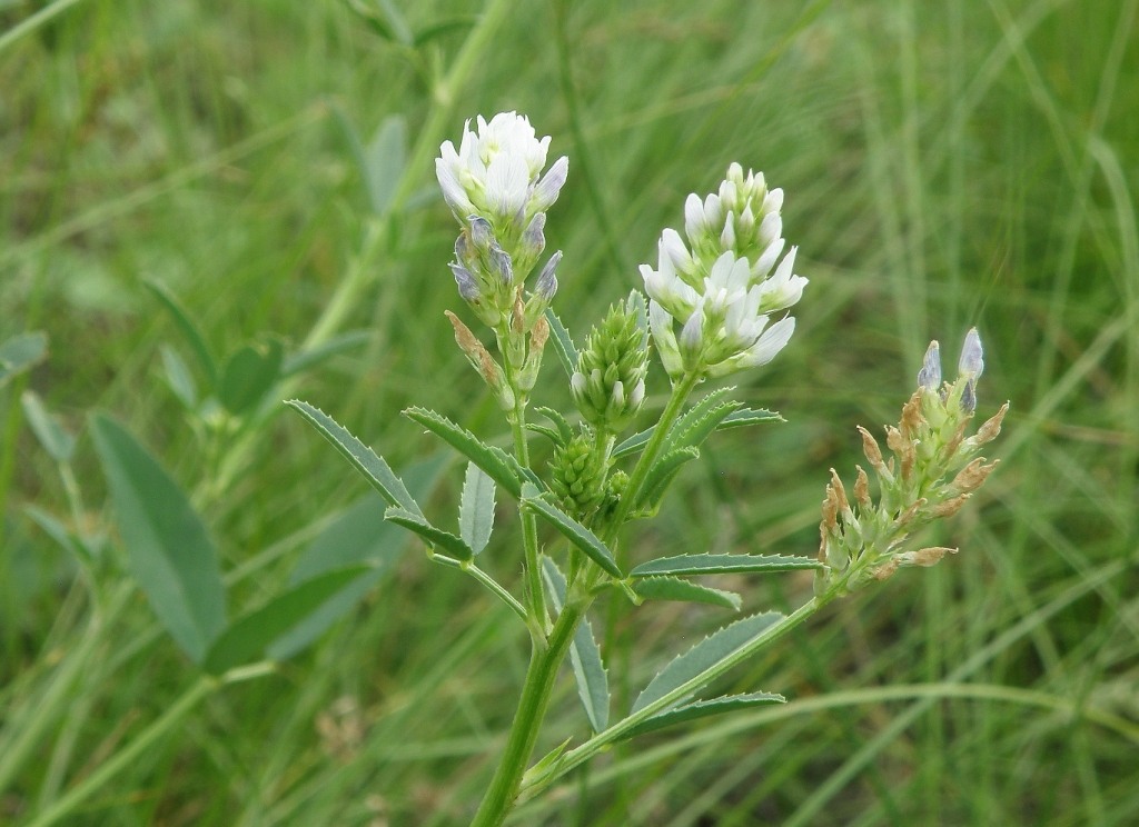 Image of Trigonella procumbens specimen.