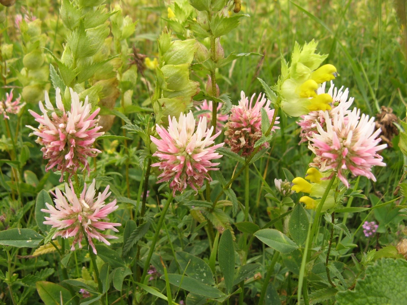 Изображение особи Trifolium ambiguum.