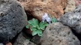 Corydalis alpestris