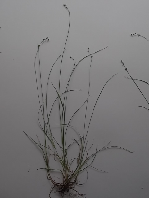 Image of Carex disperma specimen.