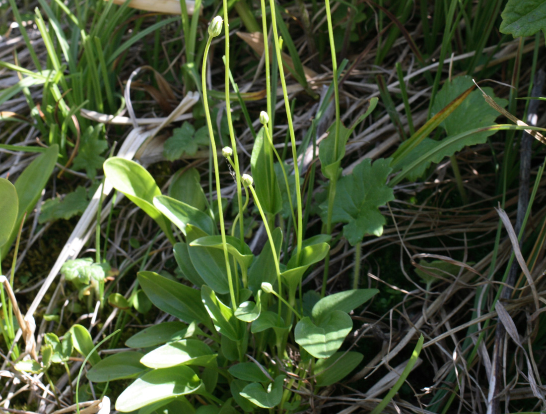 Изображение особи Parnassia laxmannii.