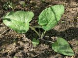 Arctium tomentosum. Молодое вегетирующее растение. Санкт-Петербург, начало мая.