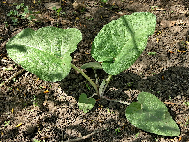 Изображение особи Arctium tomentosum.