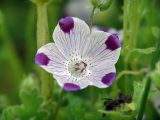 Nemophila maculata