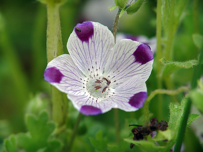 Изображение особи Nemophila maculata.