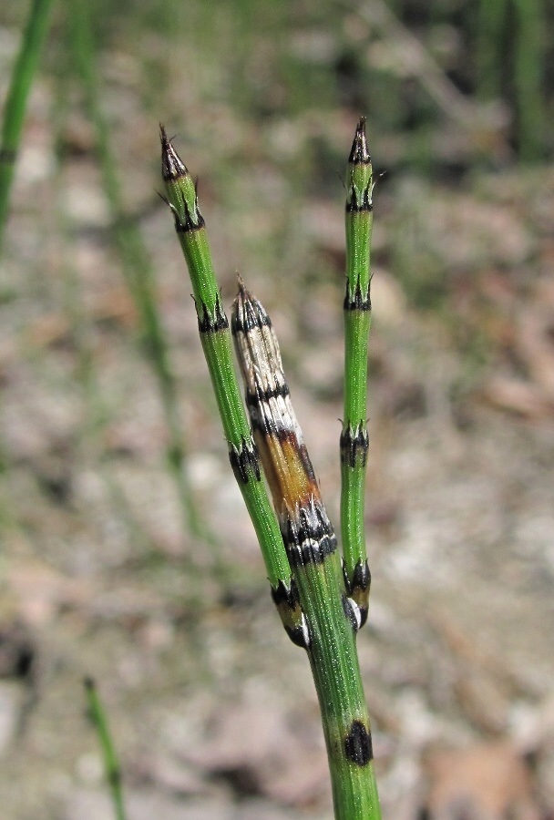 Изображение особи Equisetum variegatum.