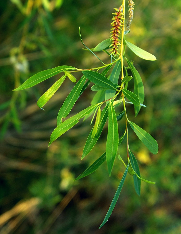 Image of Salix vinogradovii specimen.